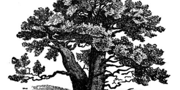 Nuestro Árbol Genealógico Teológico