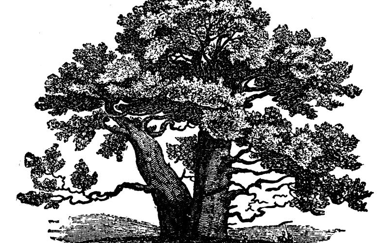 Our Theological Family Tree