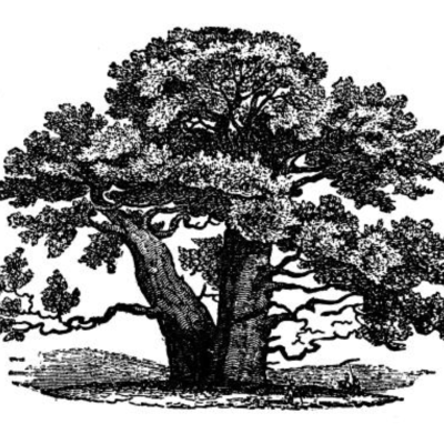Nuestro Árbol Genealógico Teológico