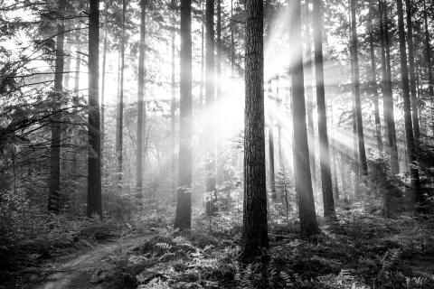 Born in Adam, Made New in Christ